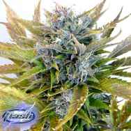 Flash Autoflowering Seeds Super Blueberry Haze