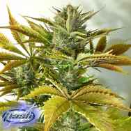 Flash Autoflowering Seeds California Haze