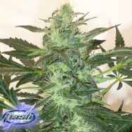 Flash Autoflowering Seeds Critical Chaze SuperAuto F1