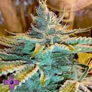 Gage Green Seeds 10
