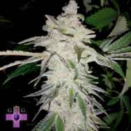 Gage Green Seeds Ambrosia