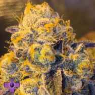 Gage Green Seeds Aymi