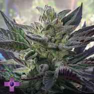 Gage Green Seeds Benevolence