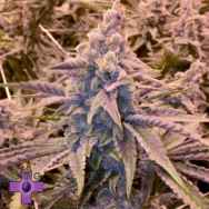 Gage Green Seeds Cardinal