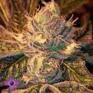 Gage Green Seeds Floruit
