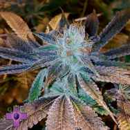 Gage Green Seeds Lady Daze