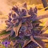 Gage Green Seeds Last Tango