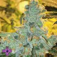 Gage Green Seeds Lucid Blue