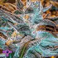 Gage Green Seeds Mendo Breath F3 V2