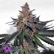 Gage Green Seeds Mendo Breath F3 VM