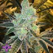 Gage Green Seeds Paragon
