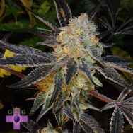 Gage Green Seeds Pegasus