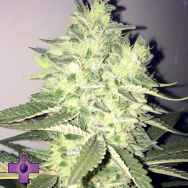 Gage Green Seeds Philosopher's Stone