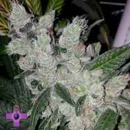 Gage Green Seeds Time Traveler