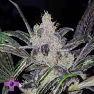 Gage Green Seeds Vista