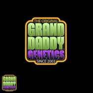 GrandDaddy Purple Seeds Promo Pack