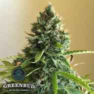 Greenbud Seeds Choco Candy