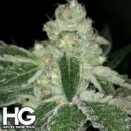 Haute Genetique V Kush