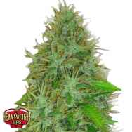 Heavyweight Seeds 2 Fast 2 Vast AUTO