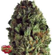 Heavyweight Seeds Budzilla