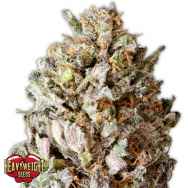 Heavyweight Seeds Diesel Drift