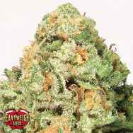 Heavyweight Seeds Fruit Punch