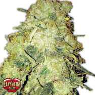 Heavyweight Seeds Goldmine