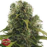 Heavyweight Seeds High Density AUTO