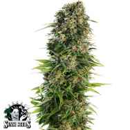 Sensi Seeds Hindu Kush AUTO