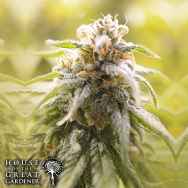 House of the Great Gardener Seeds CBD Afghani