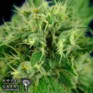 House of the Great Gardener Seeds Jack Eh AKA Jack Herer