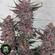 In House Genetics Dosi-pie