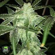 In House Genetics Dream Weaver