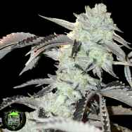 In House Genetics Frozen Gelato