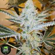 In House Genetics Jungle Diamonds