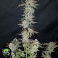 In House Genetics Sour Punch