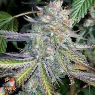 Jinxproof Genetics 9 Pound Hammer