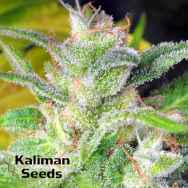 Kaliman Seeds Blueberry Express