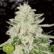 Karma Genetics Limited Seeds Fruity Pebble Rado