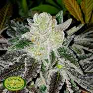 Karma Genetics Limited Seeds Miley Biker