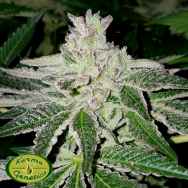 Karma Genetics Limited Seeds Orange Headstash