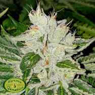 Karma Genetics Limited Seeds Rado Rose