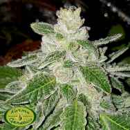 Karma Genetics Limited Seeds Trifi Rado