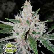 Karma Squad Seeds Crumbled Lime