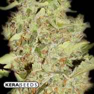 Kera Seeds Bubblegum