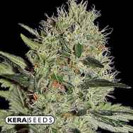 Kera Seeds Crazy Mouse AUTO