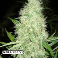 Kera Seeds Dutch Power AUTO