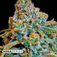 Kera Seeds Greengo Bio Haze