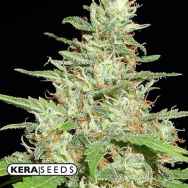 Kera Seeds Hurricane Outdoor