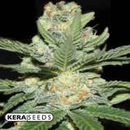 Kera Seeds Jack Herer